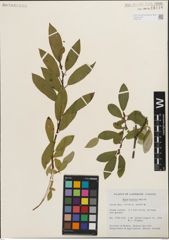 Foto von Salix humilis Marshall